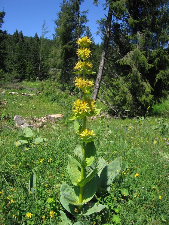Gentiana lutea